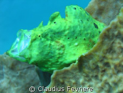 Frogfish by Claudius Fevriere 
